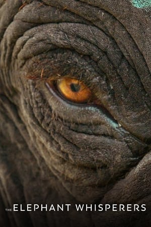 The Elephant Whisperers (2022) Hindi Dual Audio HDRip | Hindi Dubbed Movie – 480p